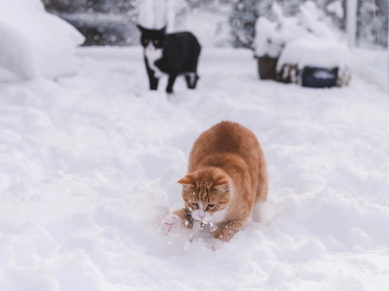 Кот зима фото Download wallpaper winter, cat, cat, look, snow, cats, pose, black, section cats