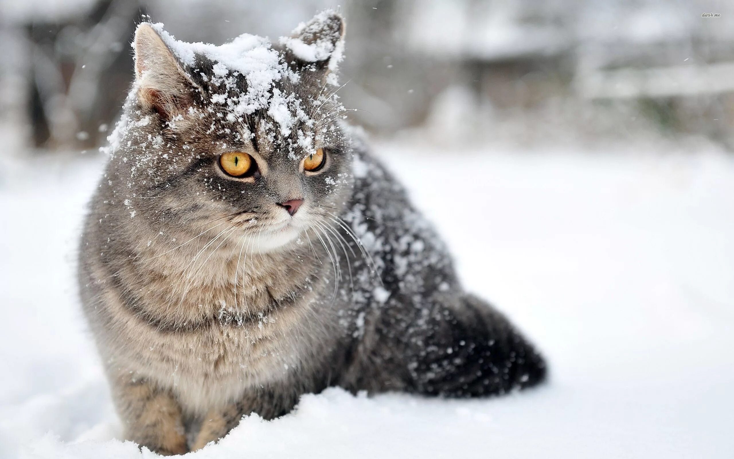 Кот зима фото Cat in the snow wallpaper - Animal wallpapers - #27583 Cats, Animals, Beauty ani
