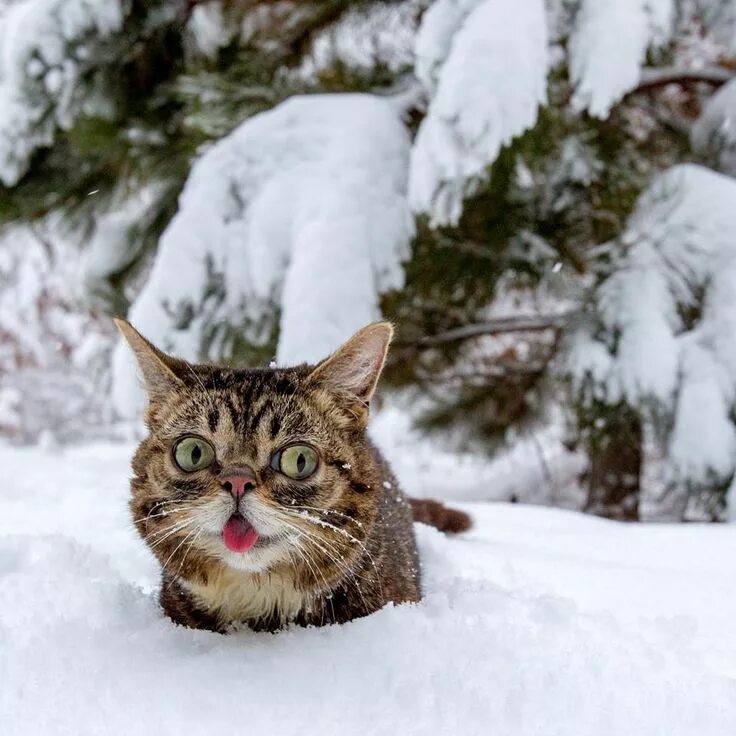 Кот зима фото Lil Bub - Timeline Photos Facebook Cats, Cute animals, Animals friends