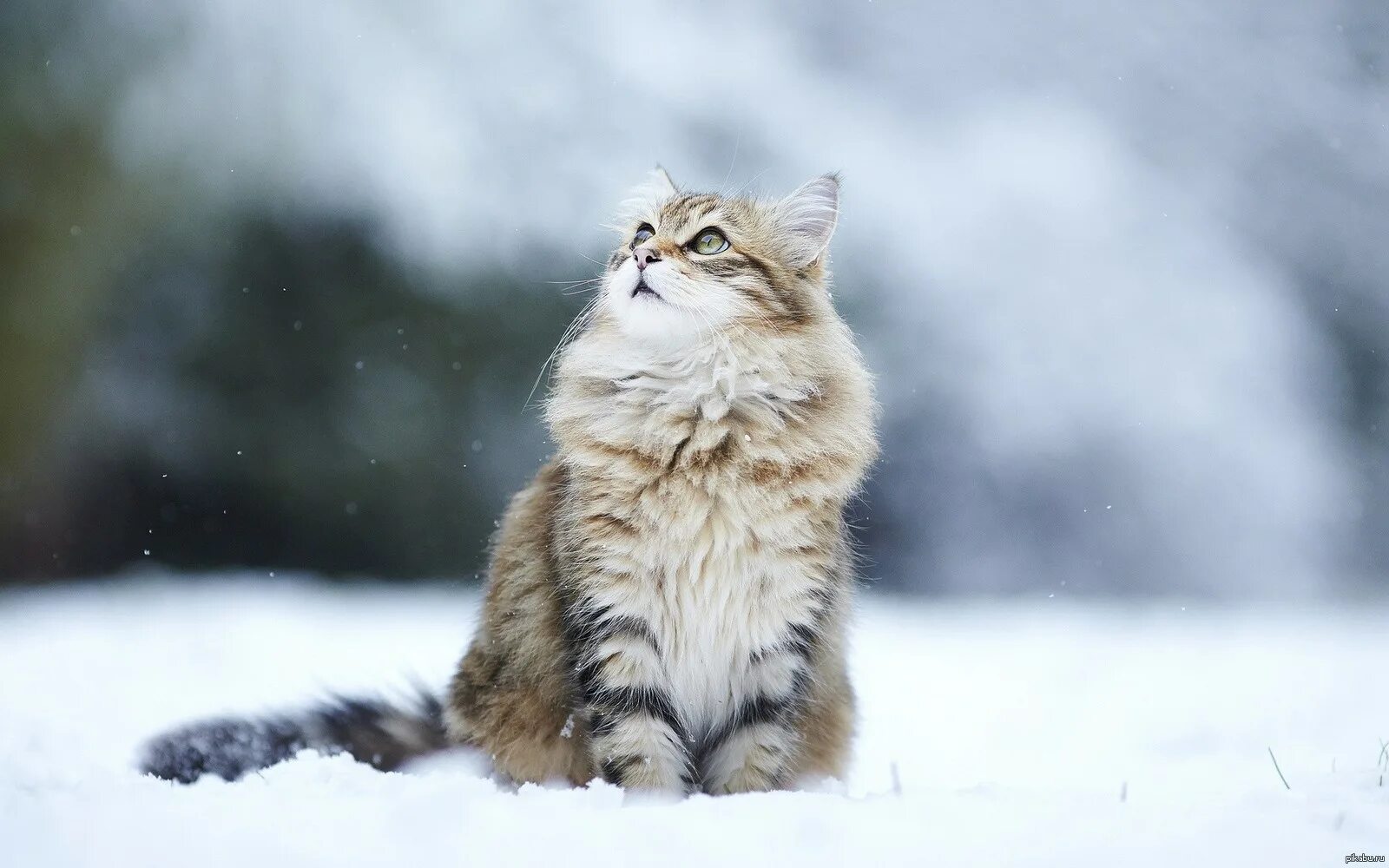 Кот зима фото Очень красивый котик) Пикабу
