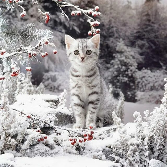 Кот зима фото 5D Diamond Painting Cat Hedge Leaf Fruit Animal Mosaic Round Full Diamond Embroi