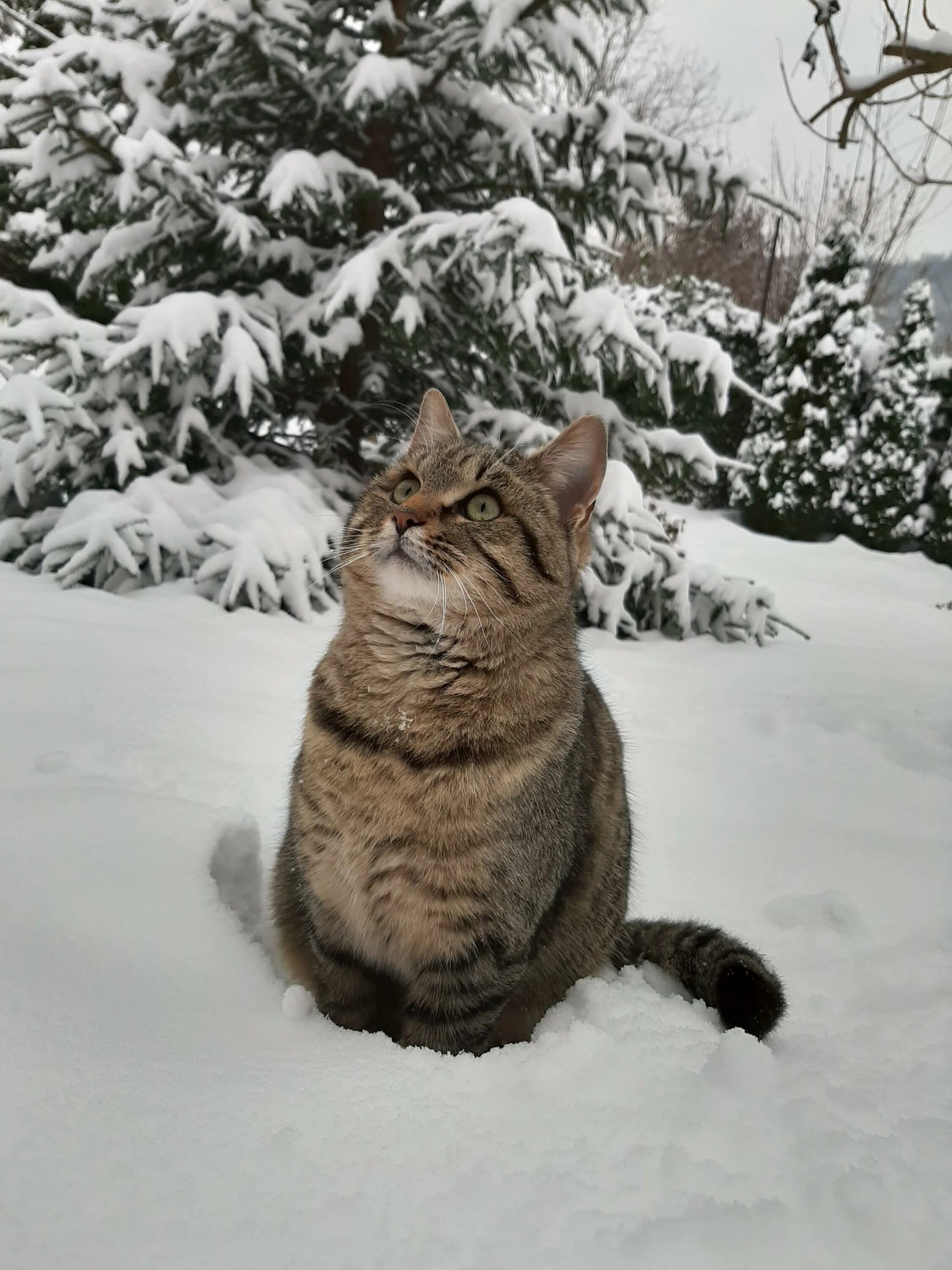 Кот зима фото GoHa.Ru - View Single Post - О кошках.