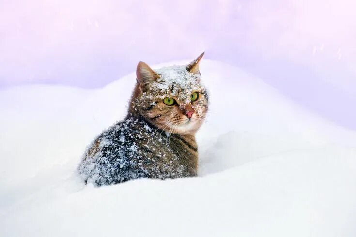 Кот зима фото How to keep your cat safe in winter Snow animals, Cute animals, Worlds cutest an