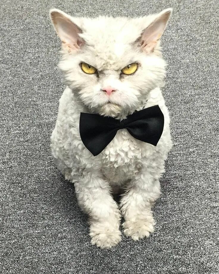 Кот зло фото Albert on Instagram: "Snubbed again. I think I should win an Oscar for just bein