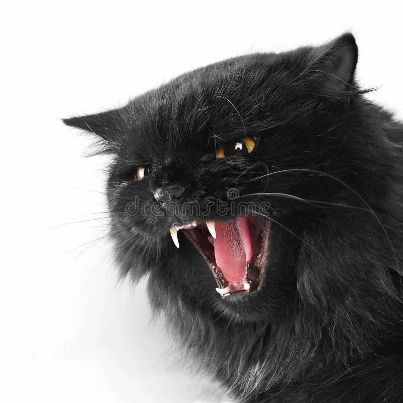 Кот зло фото Angry black persian cat stock image. Image of adorable - 23808355