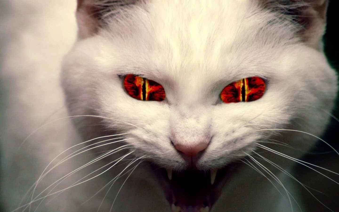 Кот зло фото I'm scared. Also Cats are definetially planning to take over the world. Lustig h