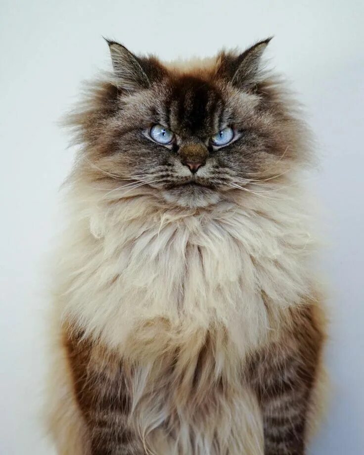 Кот зло фото Maybe it’s his mug shot, maybe it’s his passport photo. Merlin is a Canadian boy