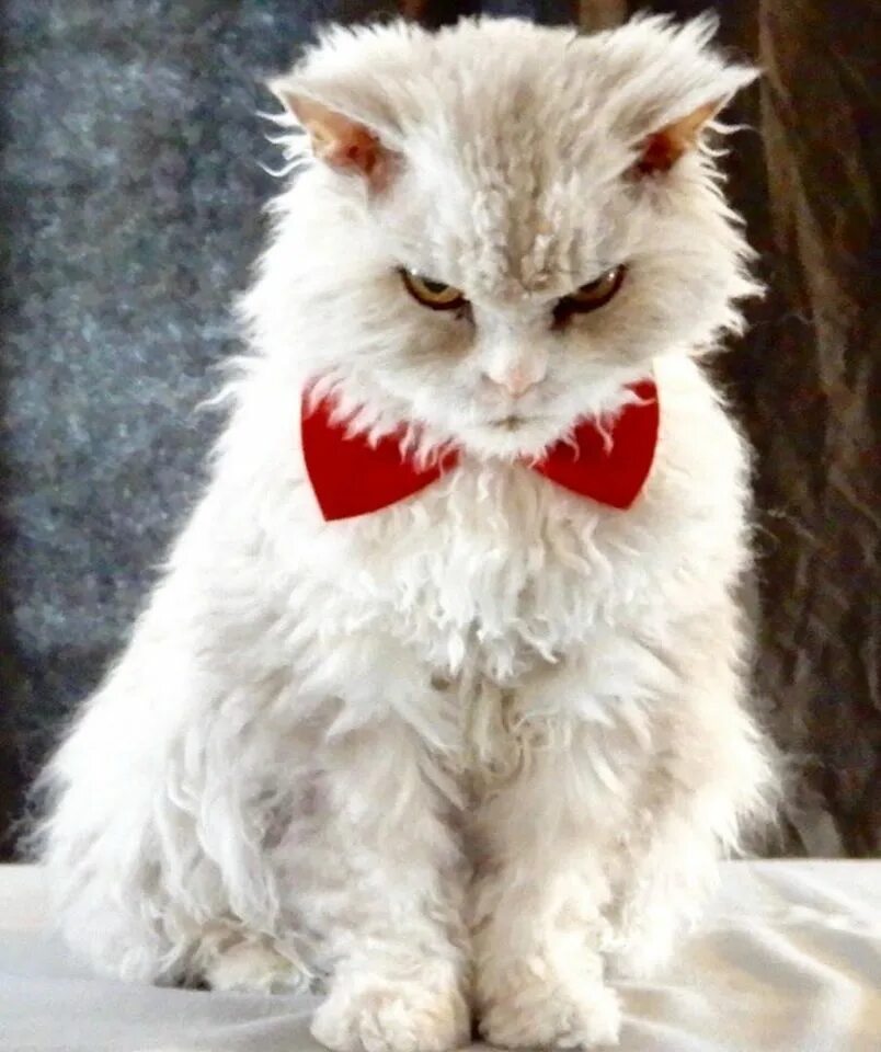 Кот зло фото Albert the cat has become a social media sensation thanks to his fierce perma-sc