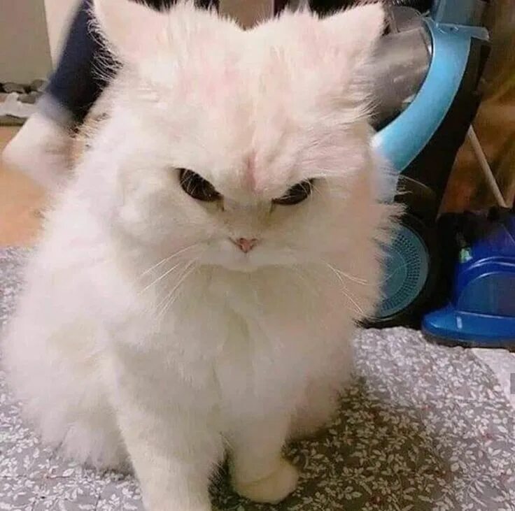 Кот зло фото We all saw angry birds but do we see angry cat Funny cat pictures, Cute cats, Fu