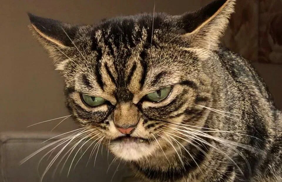 Кот зло фото Grumpy Cat 2.0 - недовольная кошка с украинскими корнями РБК Стиль