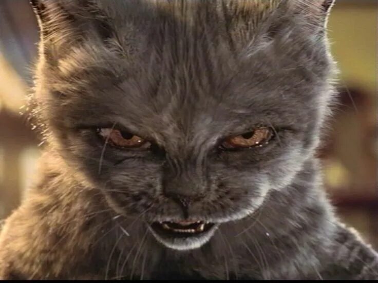 Кот зло фото Bring It! Gatos malvados, Meme gato, Gato enfadado