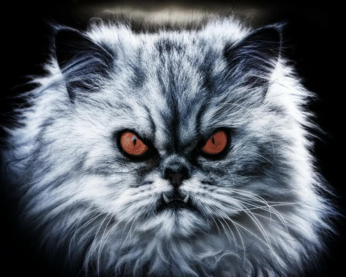 Кот зло фото Free Images : black and white, pet, kitten, whiskers, vertebrate, devil, domesti