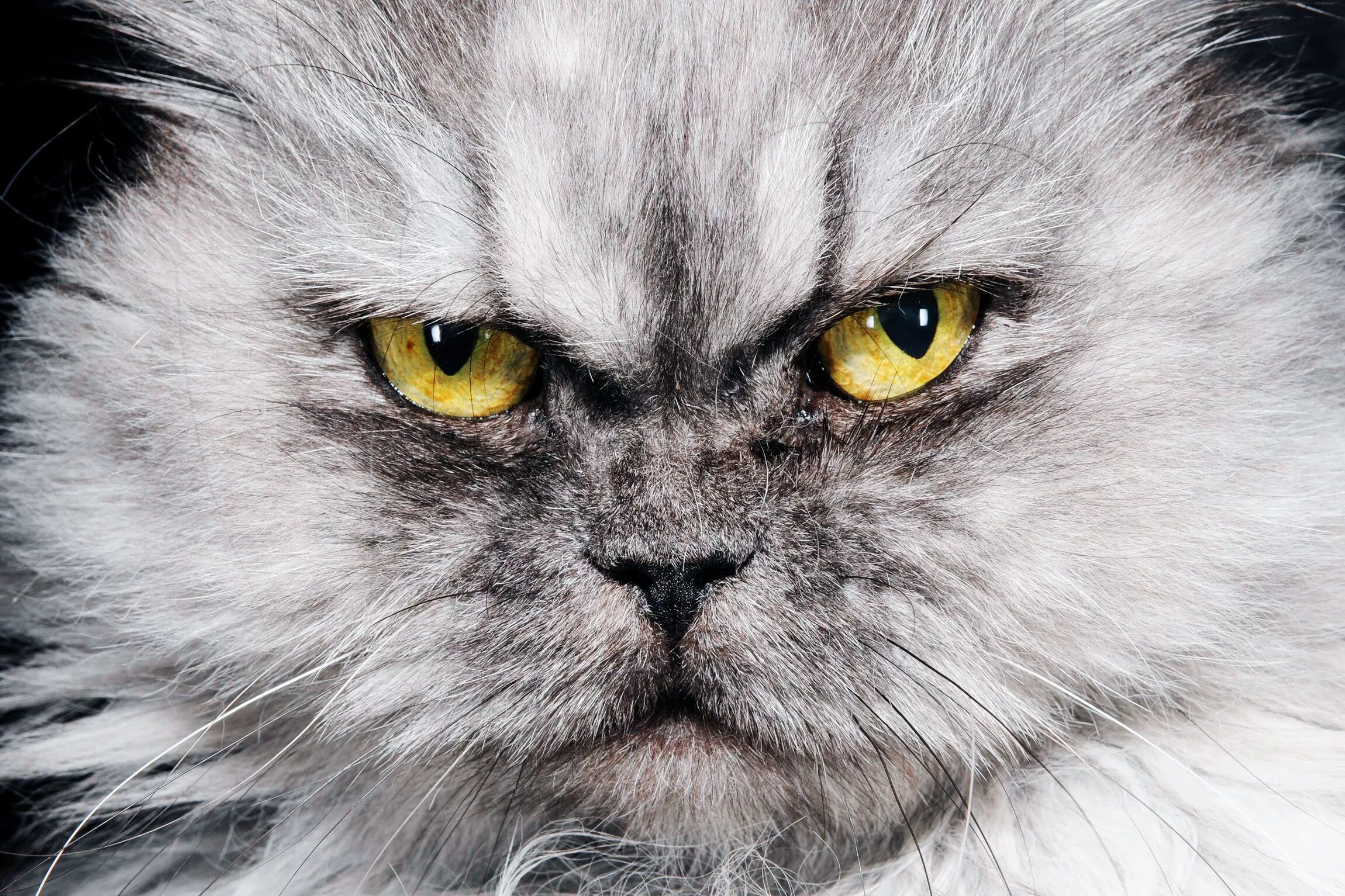 Кот зло фото Cats Are Making Australia's Bushfire Tragedy Even Worse WIRED
