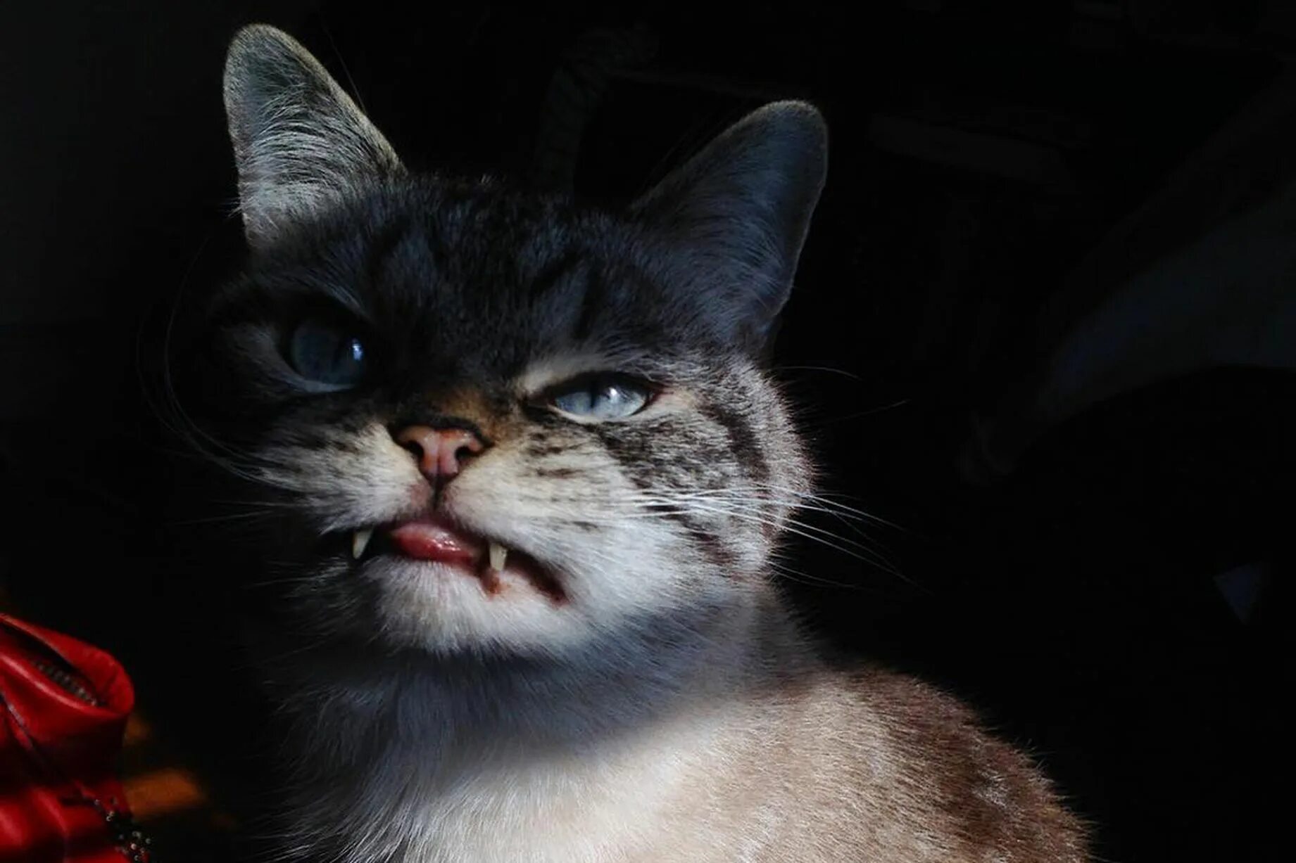 Кот зло фото Loki the Cat - Mirror Online
