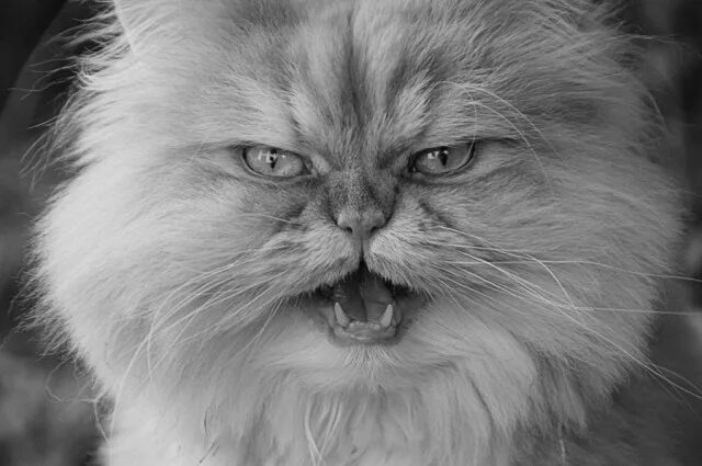 Кот зло фото Bad kitty! "Rookie mistake" in Cryptocat chat app makes cracking a snap Ars Tech