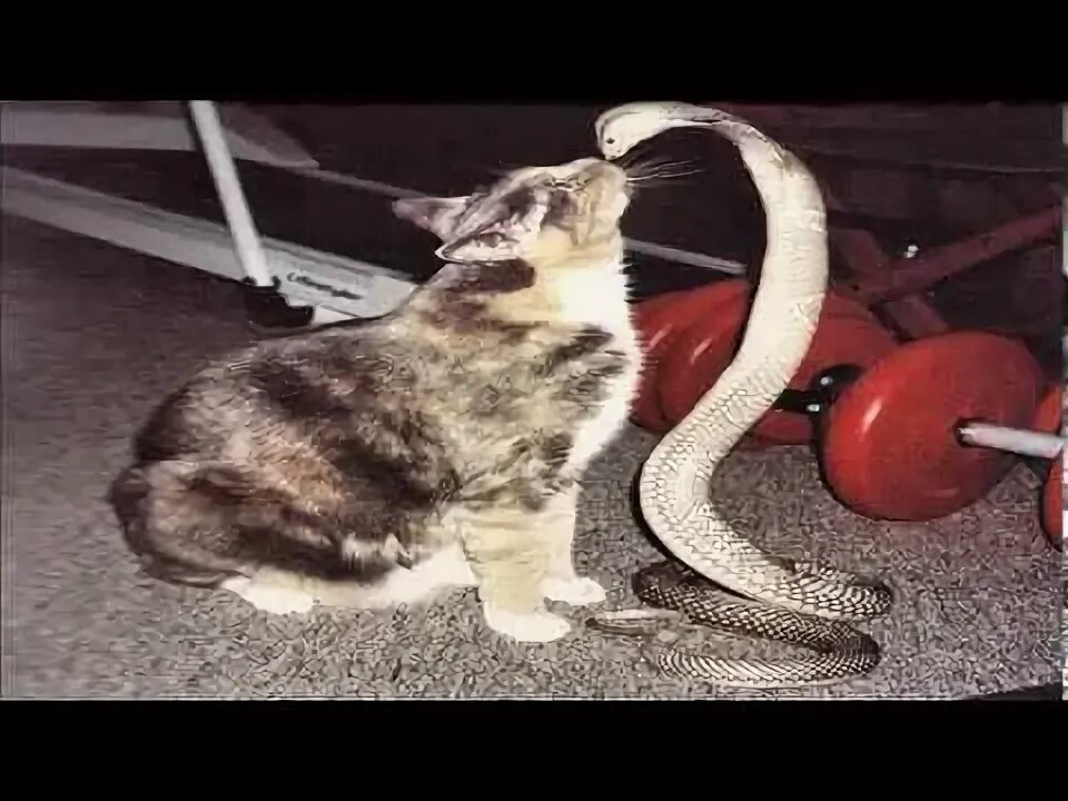Кот змея фото Cat Attacks Cobra - YouTube