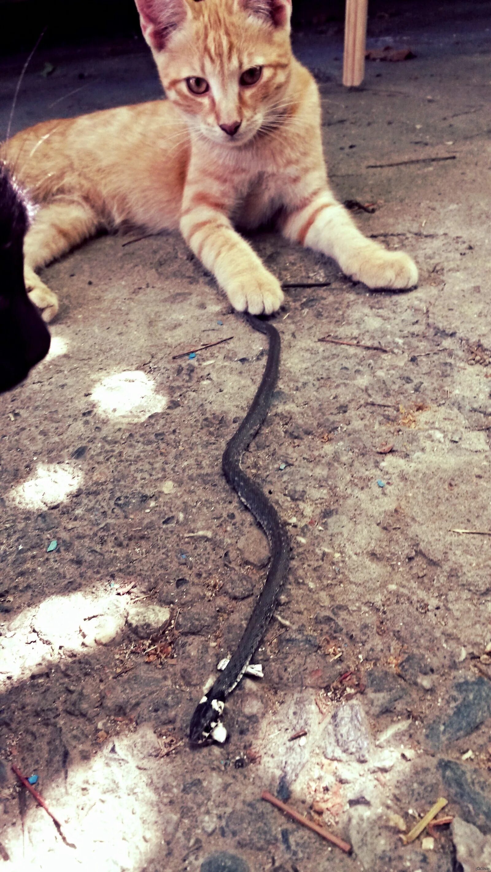 Кот змея фото Наш Апельсин поймал змею. Круто! Пикабу
