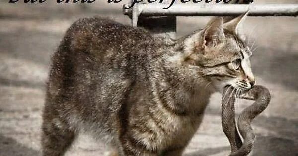 Кот змея фото Mommy will love this - Imgur