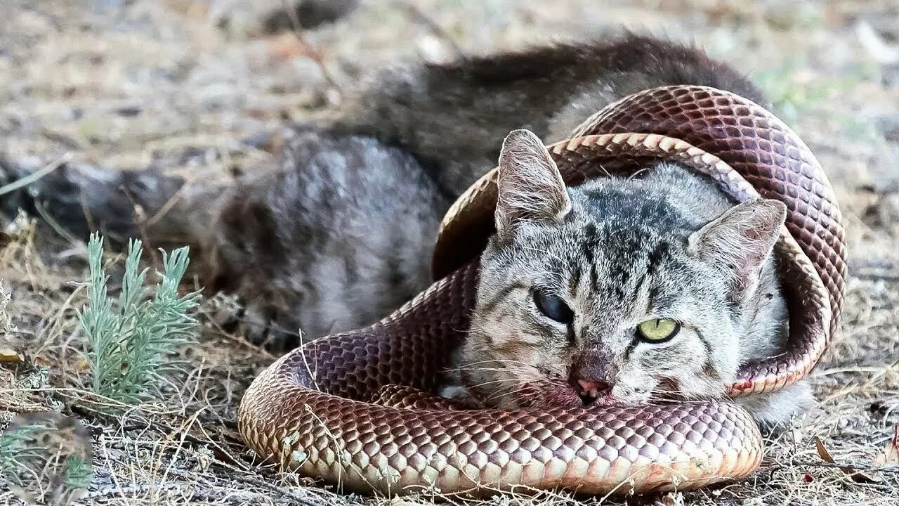 Кот змея фото شاهد ماذا حدث عندما تصطدم أخطر الثعابين مع الخصم الخطأ . صراع الحيوانات - YouTub