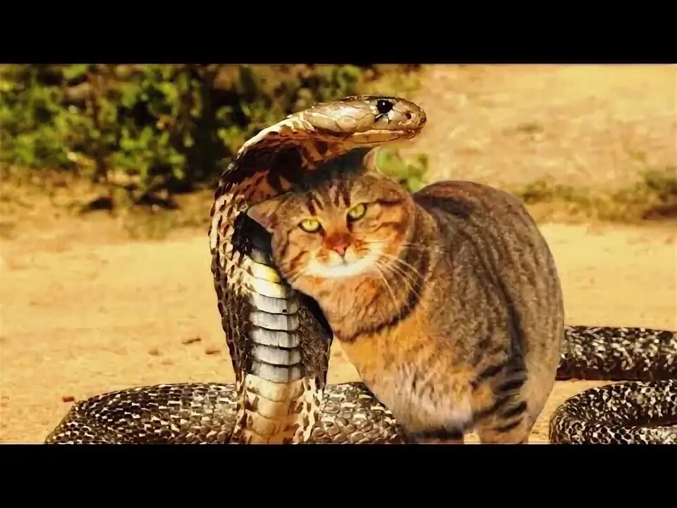 Кот змея фото Кот поймал змею. Но она не стала добычей - YouTube