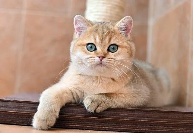 Кот золотая шиншилла фото Комментарии к теме Кошки, Кот, Шиншиллы