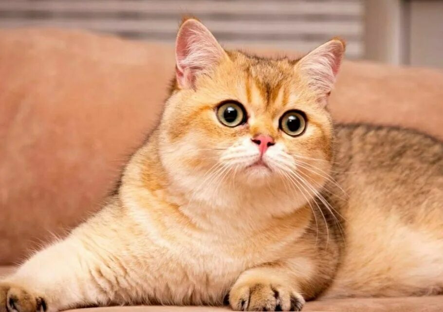 Кот золотая шиншилла фото элитном - Кошки в Алматы - OLX.kz