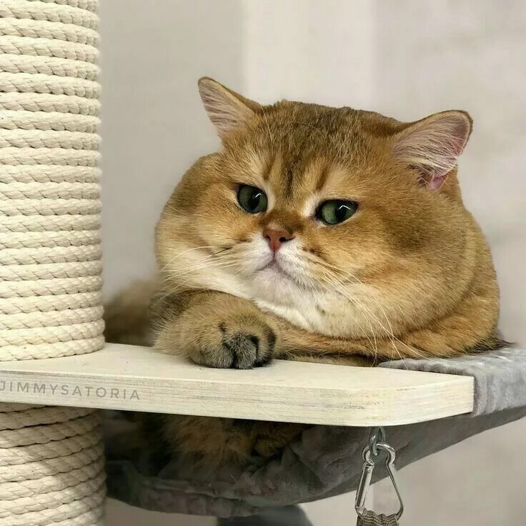 Кот золотая шиншилла фото Pin on Mascotas / Animales Cute cats, Beautiful cats, Cute baby animals