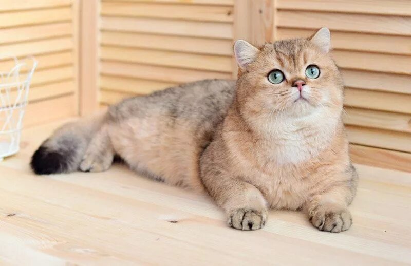Кот золотая шиншилла фото и цена Британский золотой шиншилла кот фото - найдено 89 фото