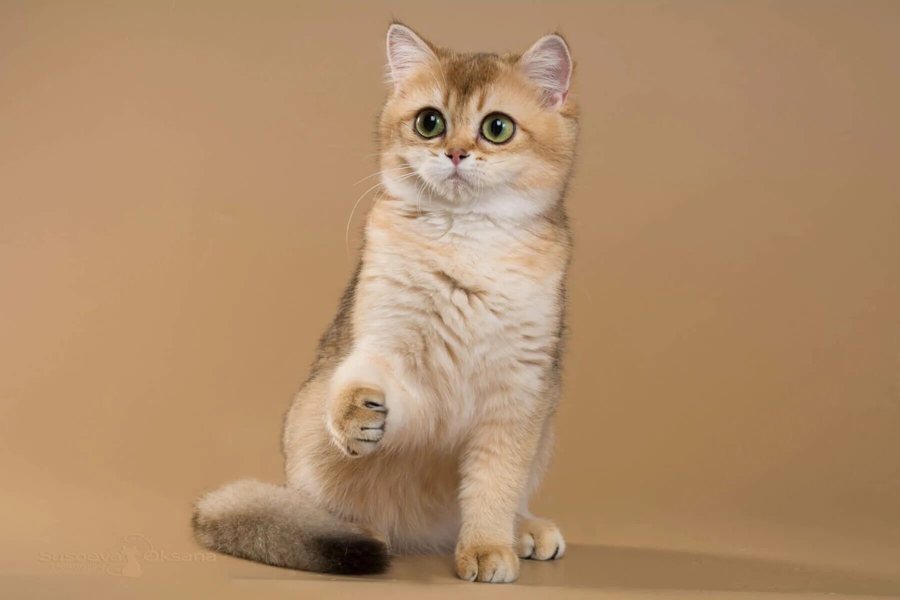 Кот золотой британец фото Качественные фото котов. Портфолио фотографа животных.