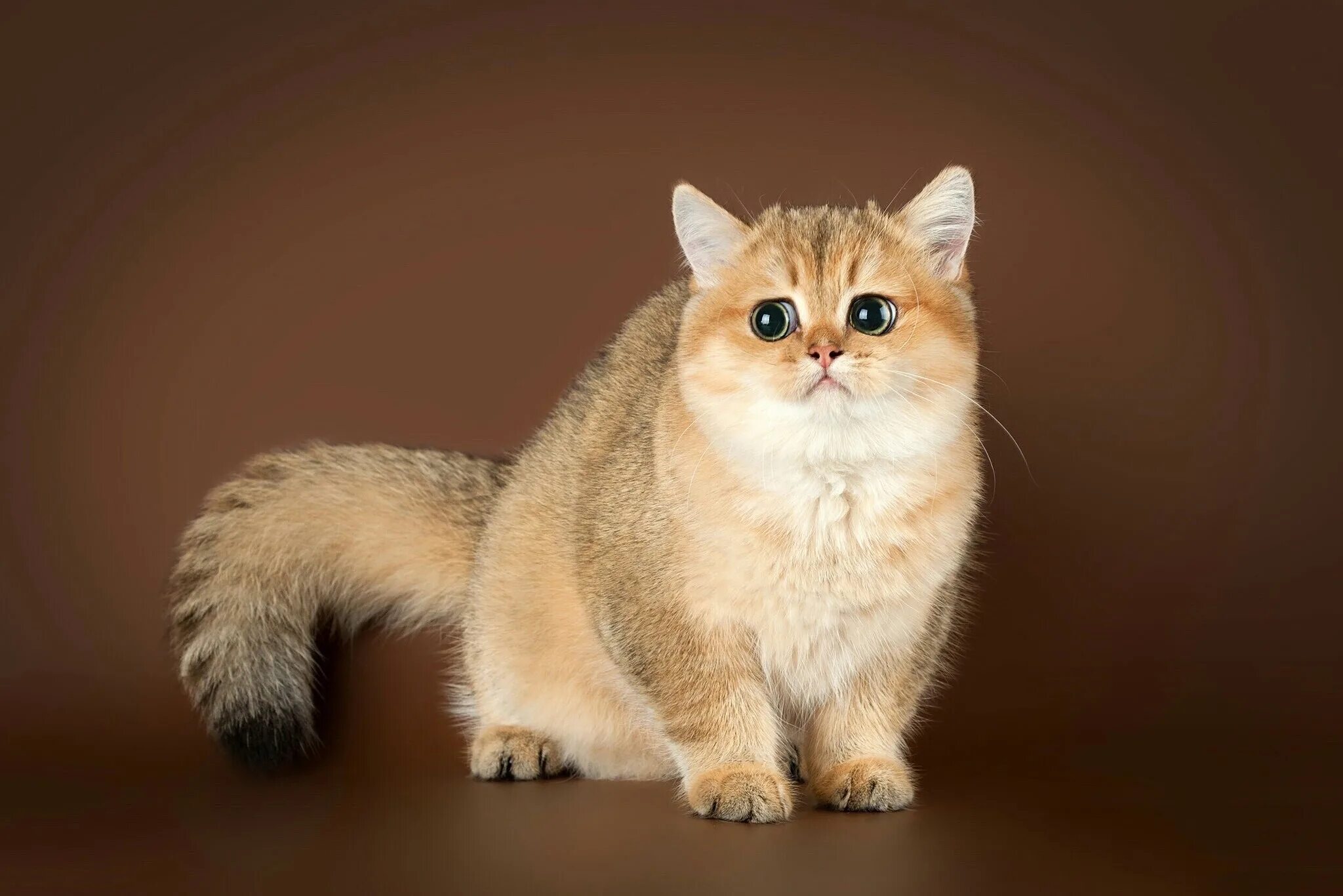 Кот золотой британец фото cat cute cats 2560x1600 wallpapers from godlike - images for desktop Fonwall