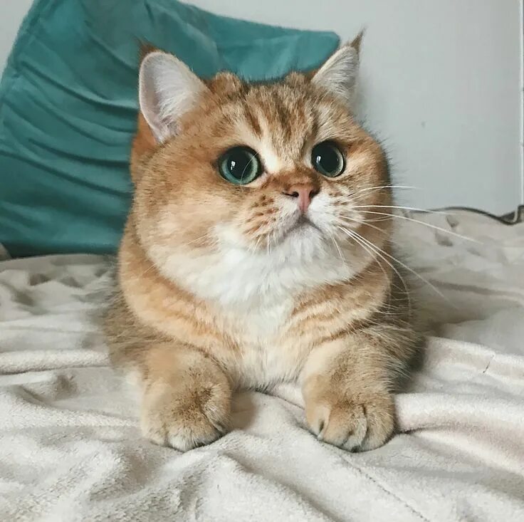 Кот золотой британец фото British shot hair Grisha. Британская золотая шиншилла. Кот Cute cats and dogs, P