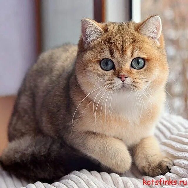 Кот золотой британец фото Британская Шиншилла сфинкс Cute cats and dogs, Cute cats photos, Gorgeous cats