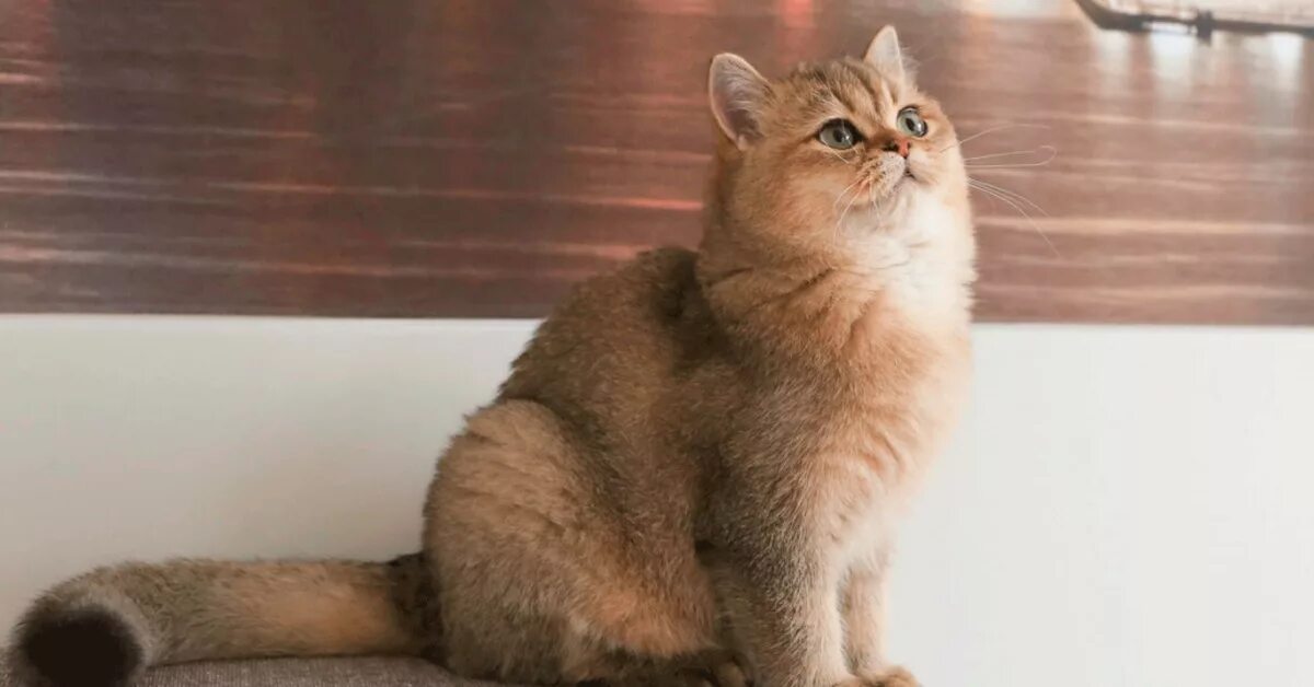 Кот золотой британец фото Выбор породы Пикабу