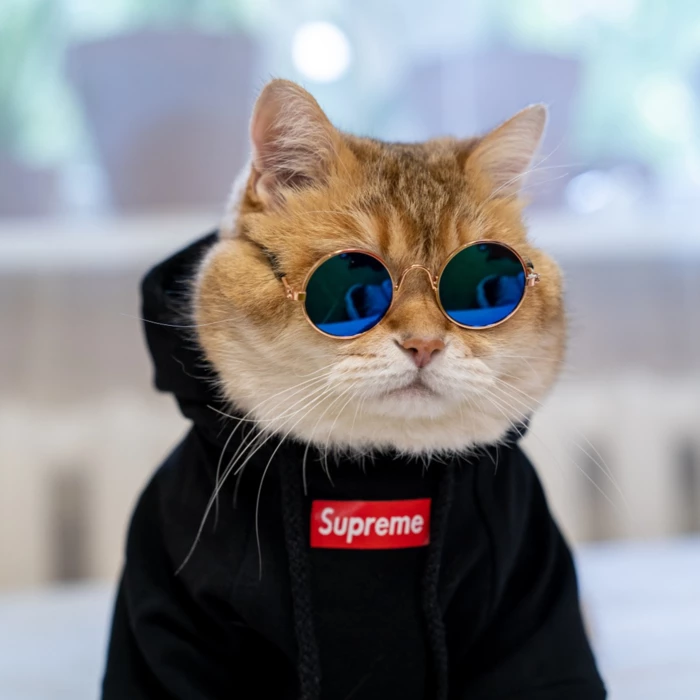 Кота фото интернет магазин Pet Fashion Shirt, Cat Cotton Vest/Hoodie(Hosico Same Style) Funny cats, Cat mem