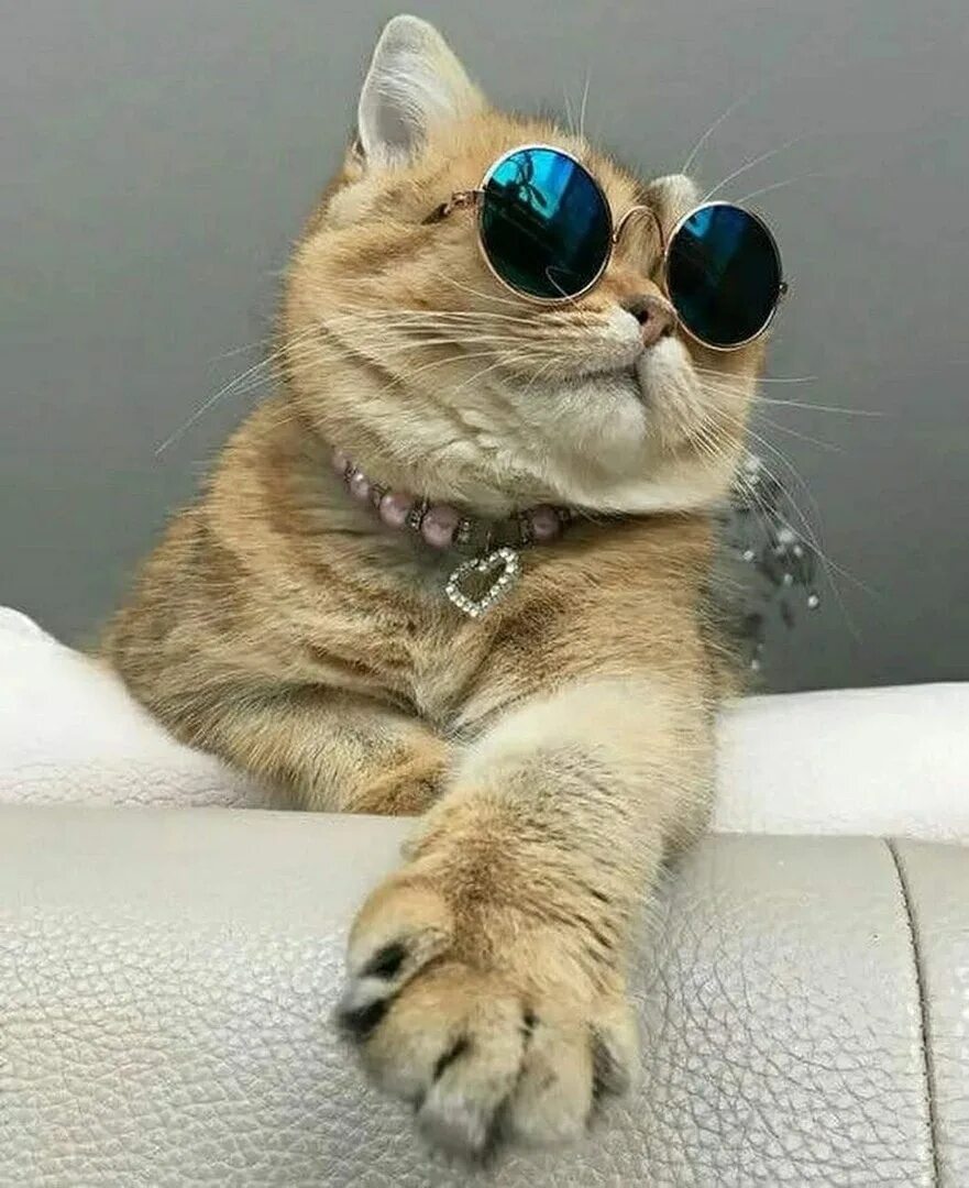 Кота фото интернет магазин Кот любил всегда гламур (Татьяна Горчилина) / Стихи.ру