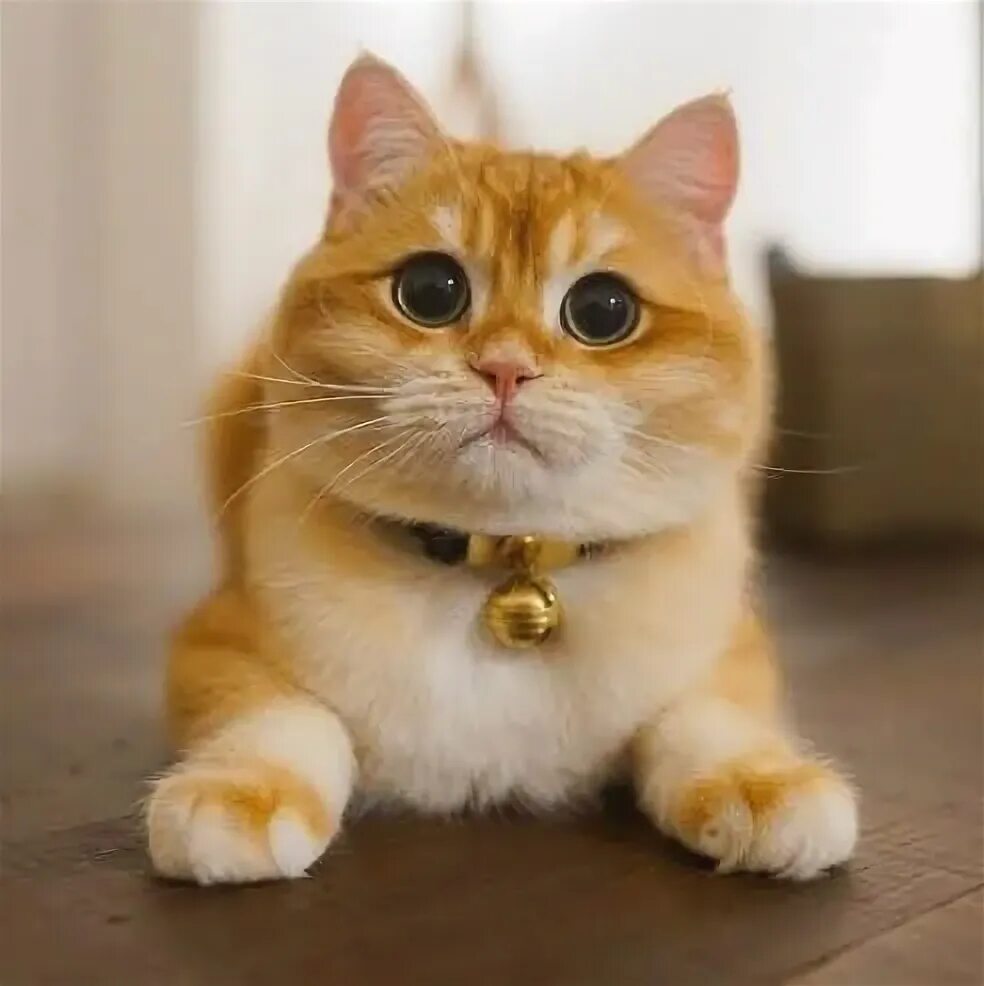 Кота фото интернет магазин Pin by Svetik on Кошки Cute cat drawing, Baby cats, Cats