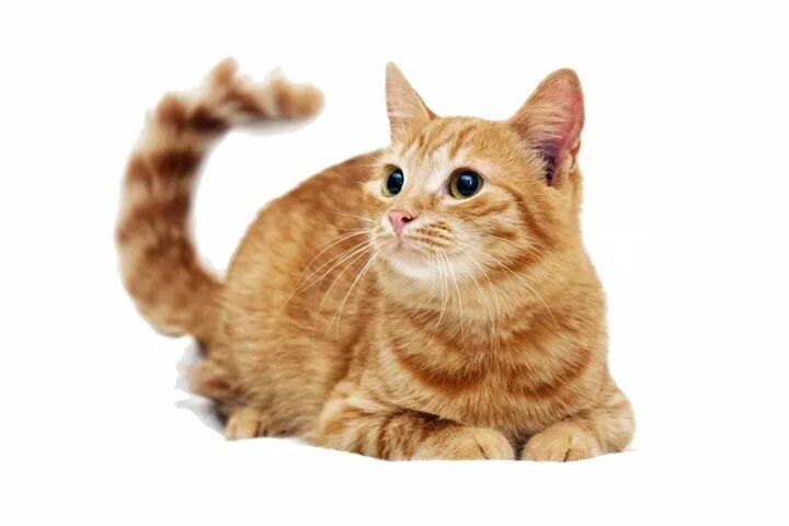 Кота фото интернет магазин Товары для кошек