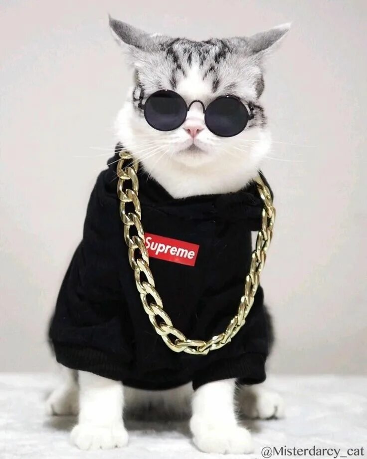 Кота фото интернет магазин Пин от пользователя Коля Угрюмов на доске Ваши пины Красивые кошки, Очаровательн