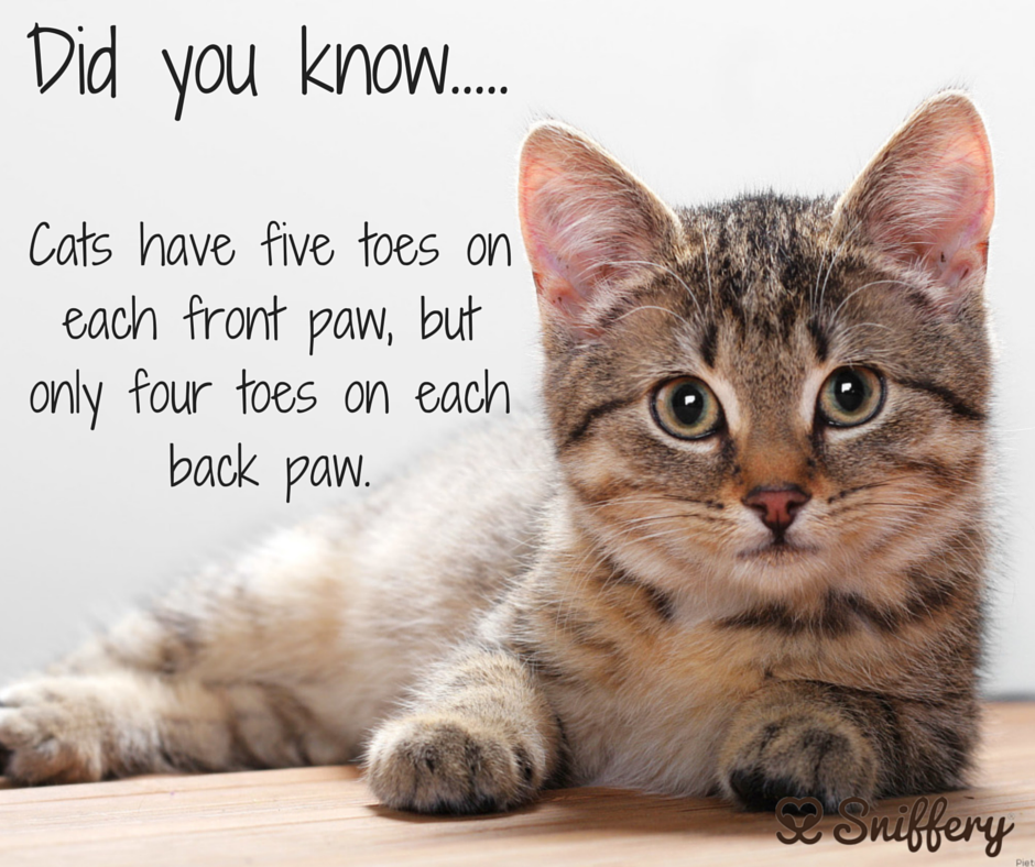 Кота фото интернет магазин Cats have 5 toes on each front paw but only 4 on the back Cats, Cats and kittens