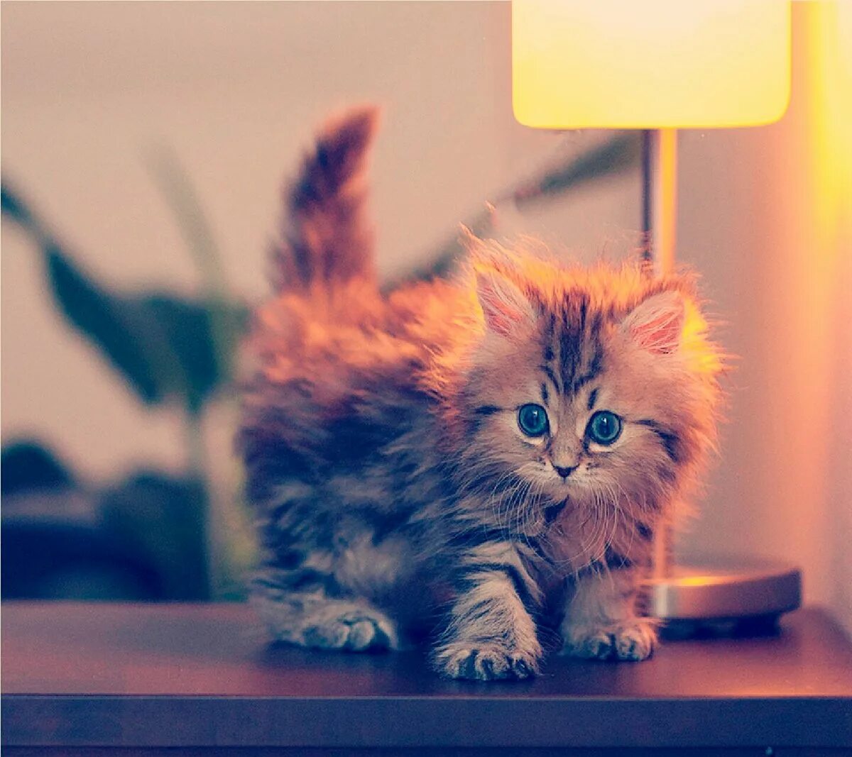 Кота фото интернет магазин Маленькие пушистые котики - фото онлайн на oir.mobi