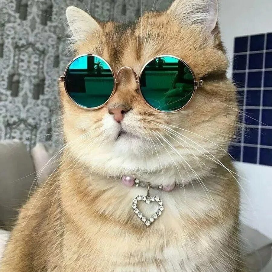 Кота фото интернет магазин Кототерапевт - YouTube