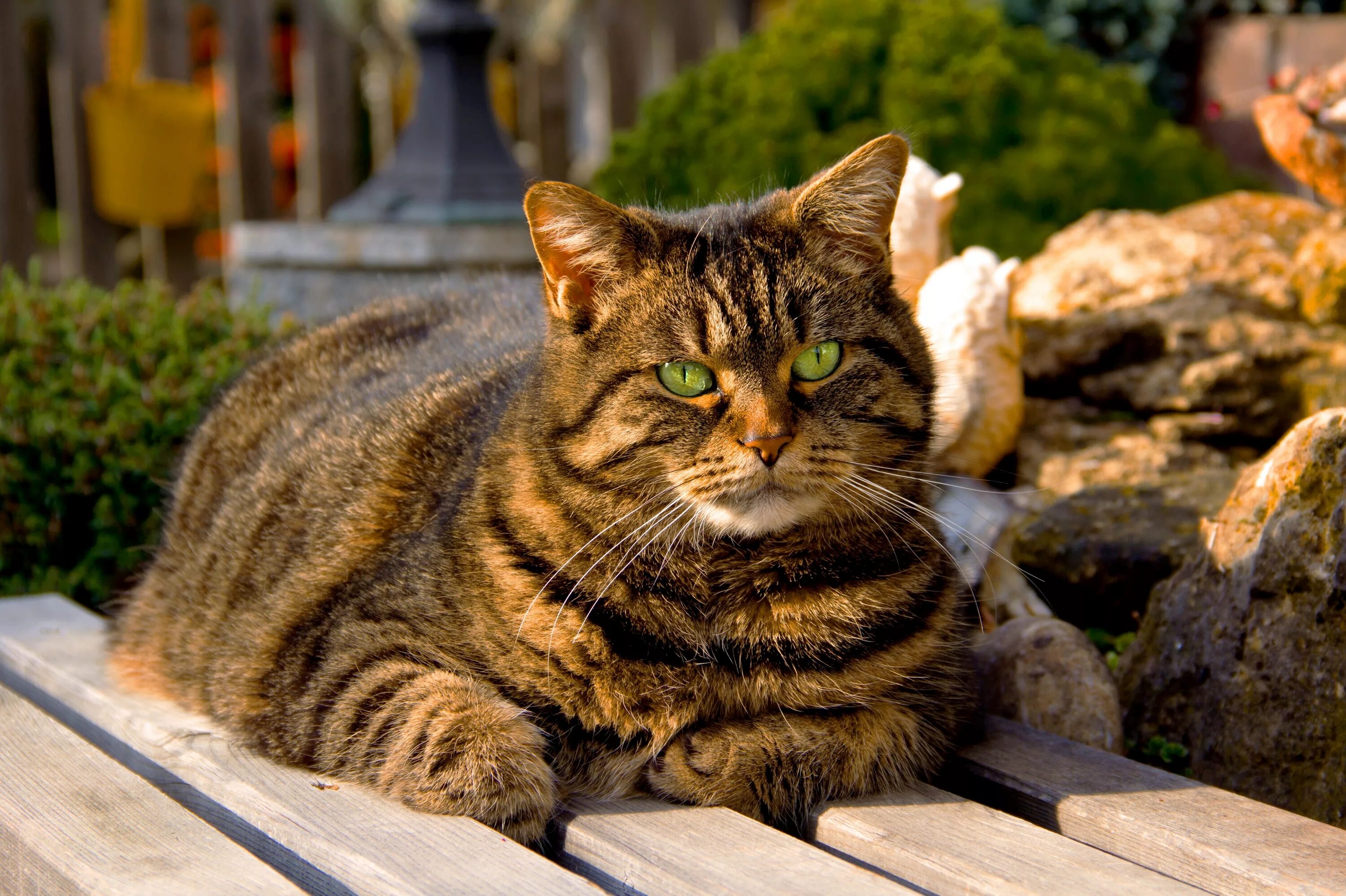 Кота коти фото Кот снаружи
