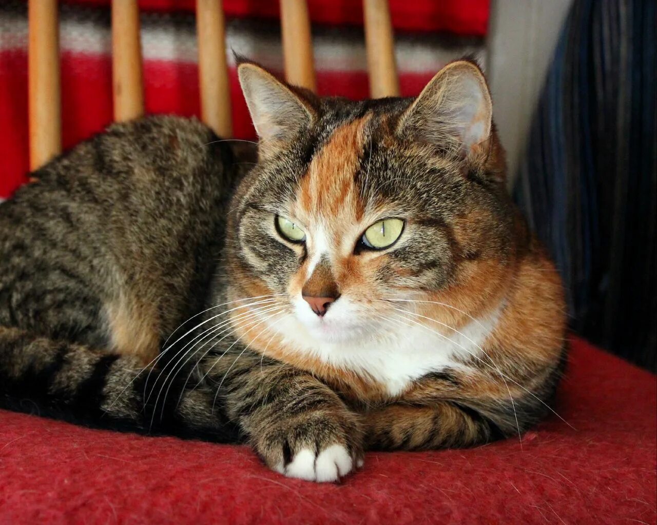 Кота коти фото Скачать 1280x1024 кот, пятнистый, полосатый, лежать, красивый обои, картинки ста