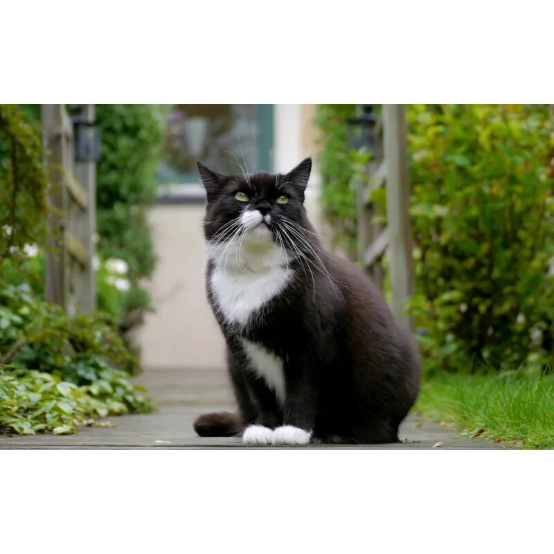Кота коти фото Фигурка Mojo (Animal Planet) - Кошка, цвет: чёрный и белый (сидит) (S) купить в 