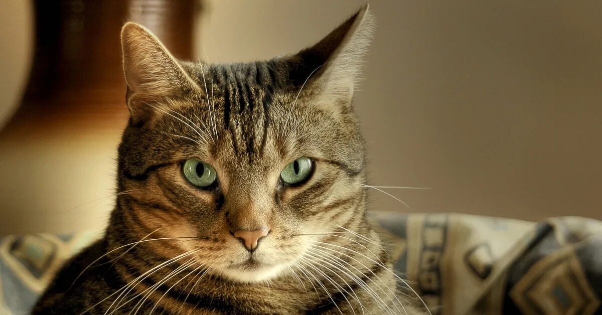 Кота коти фото Интересные, возможно неизвестные вам, факты о кошках Пикабу