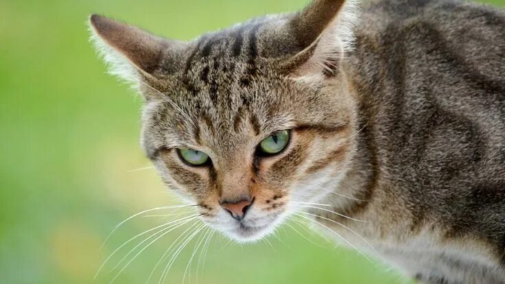 Кота коти фото Angry cat HD Wallpaper - Wallpapers.net Cat breeds, Cat memes, Cute cat quotes