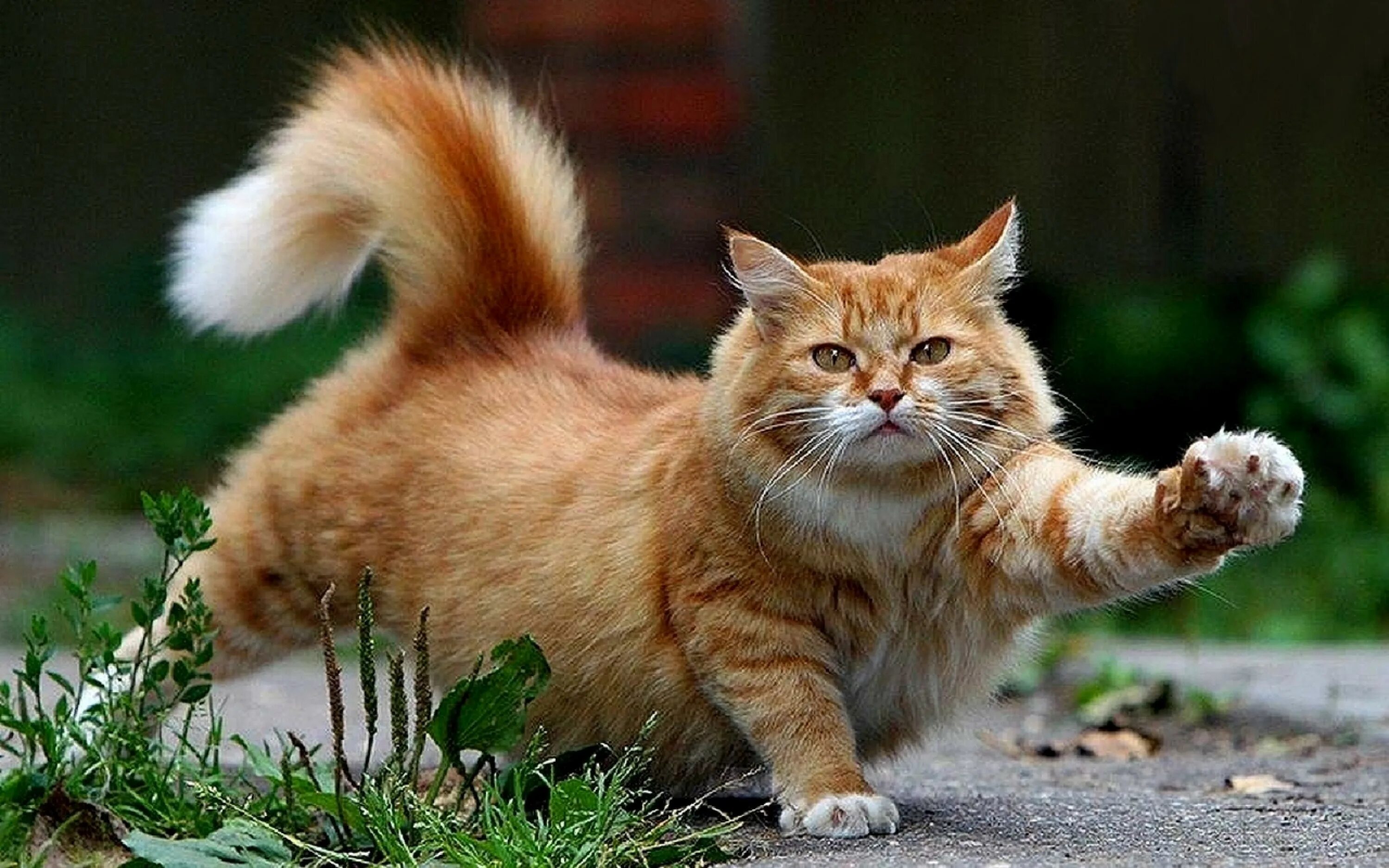 Кота коти фото PlayGround.ru