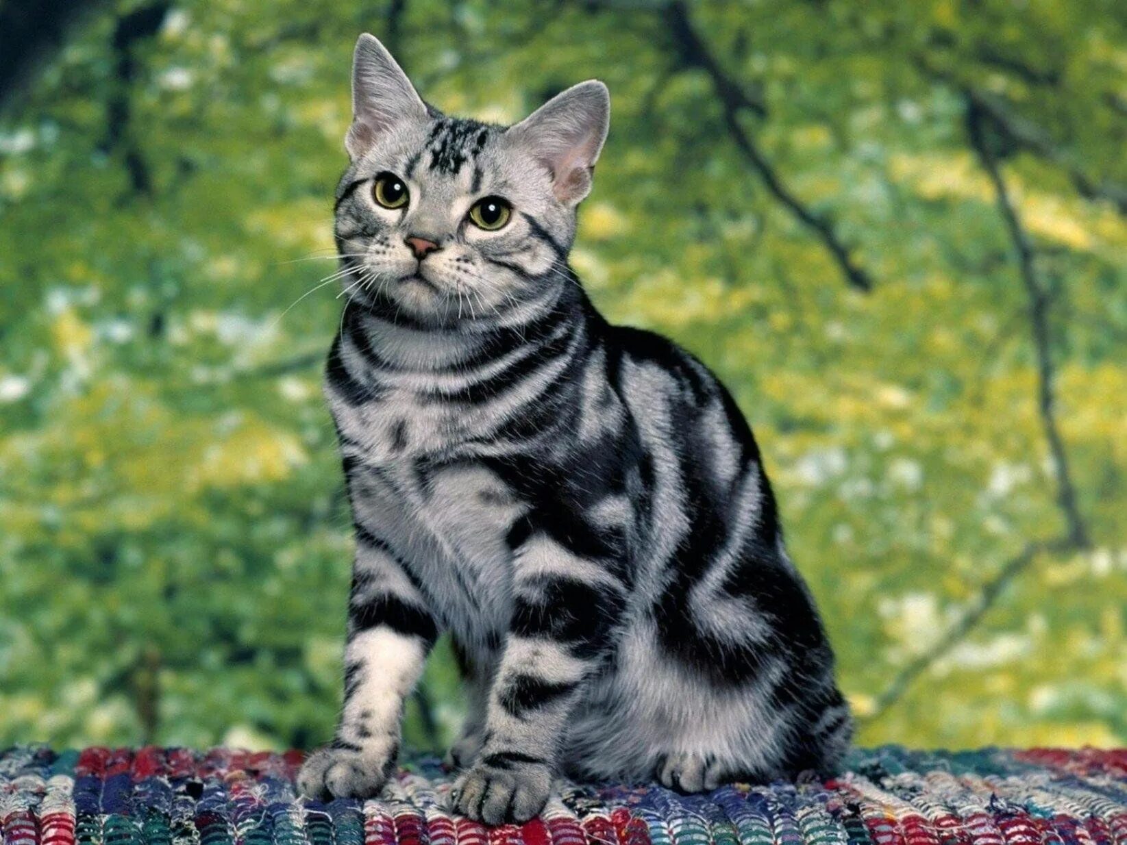 Кота коти фото Познавательный час "Про котов, котят и кошек" 2023, Яковлевский район - дата и м
