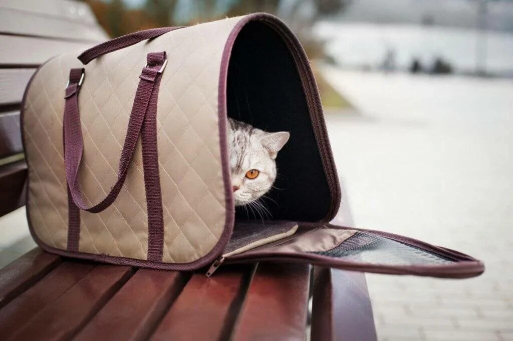 Кота сумочку Какую переноску лучше купить для кошки и как ее выбрать