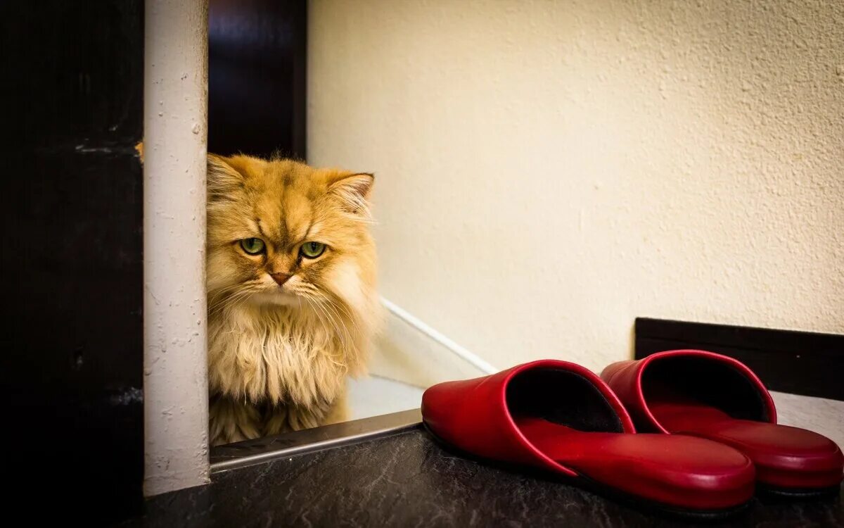 Кота тапком фото Кот выбегает за дверь квартиры: что делать О котах Дзен